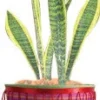Accent Home & Garden - Sale Flower Pot Cover - Mystic Vibrations